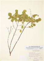 藏品(雪果)的圖片